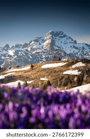 Crocus fields in spring on Velika Planina plateau in Slovenia