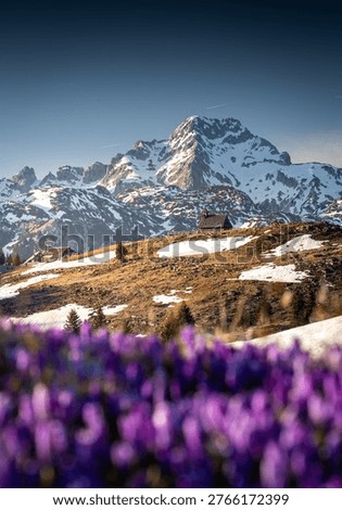 Crocus fields in spring on Velika Planina plateau in Slovenia