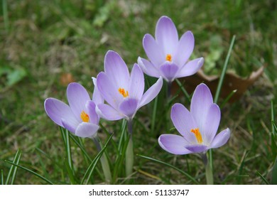 crocus - first spring flowers