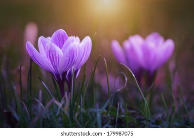 Crocus flower bloom in sunset early spring - Shutterstock ID 179987075