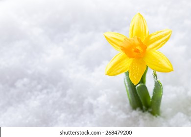 Crocus Flower Growing Form Snow. The Beginning Of Spring. Nature