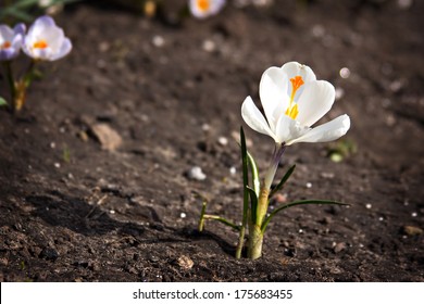 Crocus Flower Growing Out Of The Ground