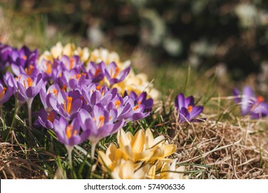 Early Spring Background High Res Stock Images Shutterstock