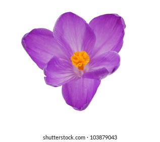 A Crocus Flower Isolated White