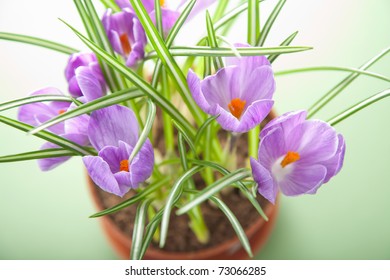 Crocus Flower In Pot