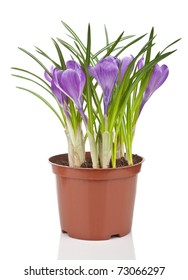 Crocus Flower In Pot Isolated