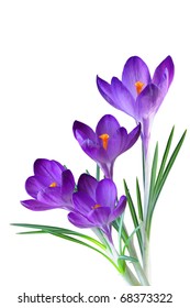 Crocus Flower In The Spring Isolated On White