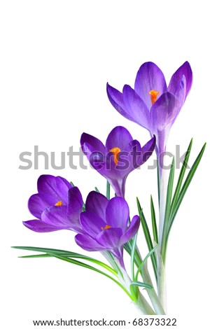 Crocus flower in the spring isolated on white