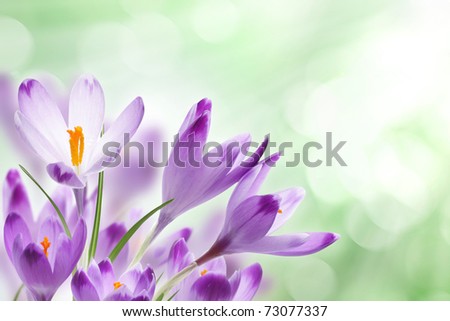 Image, Stock Photo Crocus in yellow beaming with the sun