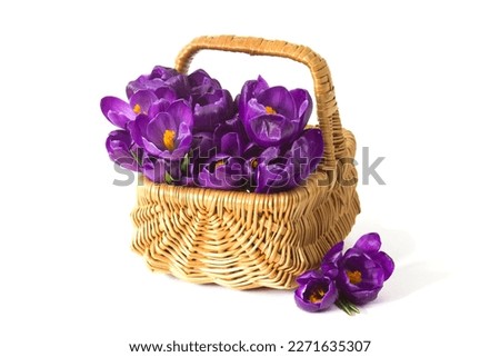 crocus flowers in a basket on white background - fresh spring flowers