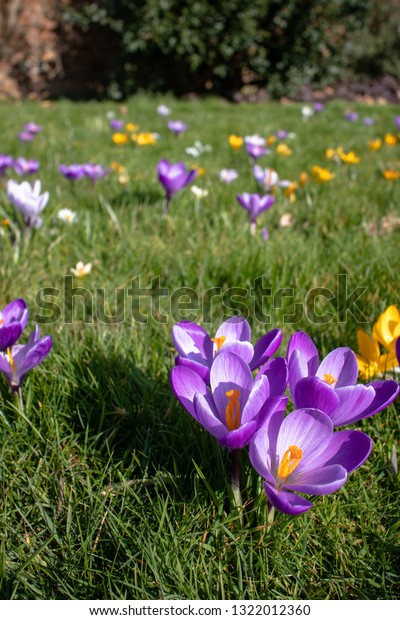 Crocus Flowers Bloom Spring Time London Stock Photo Edit Now 1322012360