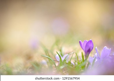 Crocus Flowers In Early Spring