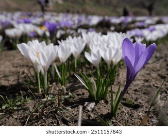 Crocus flowers. Fresh spring crocus flowers close-up. Spring concept. Selective focus. - Powered by Shutterstock