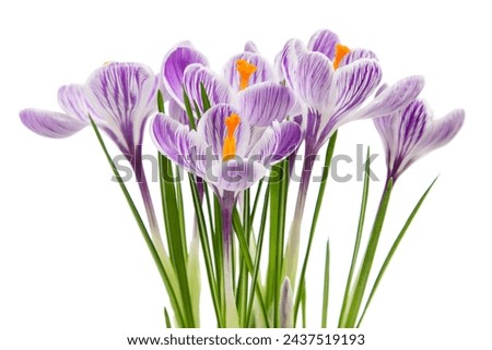 Similar – Image, Stock Photo crocuses flowers