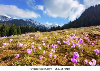 Crocus Flowers On Spring High Tatras Mountains In Kalatowki Meadow, Zakopane, Poland. Landscape Photography