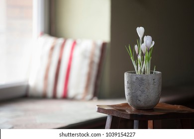 Crocus flowers in a pot - Shutterstock ID 1039154227