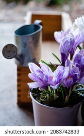 Crocus Flowers In The Pot