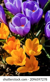 Crocus Flowers In The Spring. Yellow And Blue Flowers Blooming. Colorful Crocus Flowers In A Swedish Garden. Typical Spring Flowers Blooming In The Sunshine Outdoors. Beautiful Garden In Scandinavia.