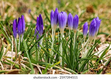 Crocus flowers at the springtime