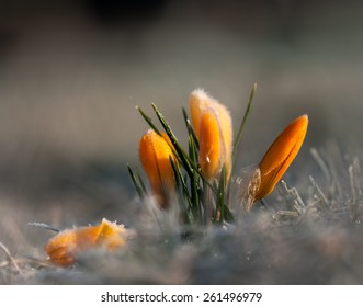 Crocus and frost