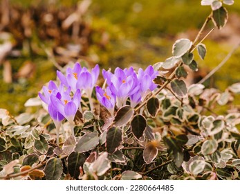 Crocus is a genus of flowering plants of the iris family. Single crocus flower, bunch of crocuses, meadow full of crocuses, close-up of crocuses, purple and pink petals