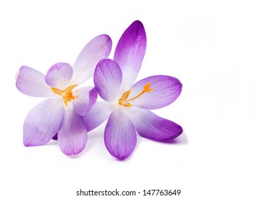 Crocus Isolated On White Background 