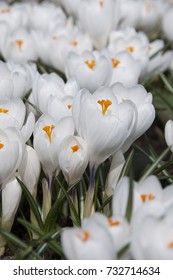 Crocus Jeanne D'Arc