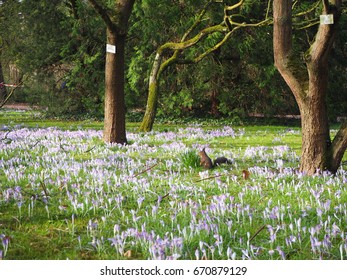 Crocus meadow with a squirrel 