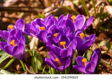 Crocus On The First Full Day Of Spring 2021