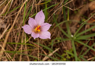 Paesaggi Primaverili Stock Photos Images Photography Shutterstock