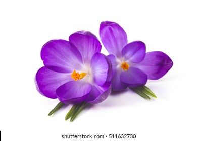 De violeta flor Flor de