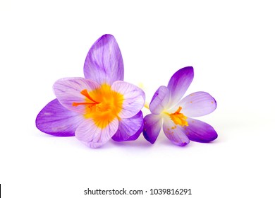 crocus - one of the first spring flowers - Shutterstock ID 1039816291