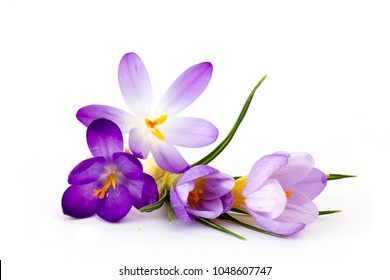 crocus - one of the first spring flowers - Powered by Shutterstock