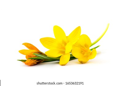 crocus - one of the first spring flowers on white background - Powered by Shutterstock