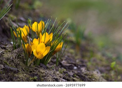crocus - one of the first spring flowers