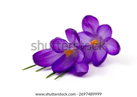 crocus - one of the first spring flowers