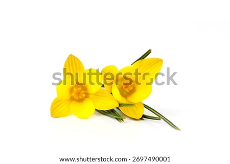 crocus - one of the first spring flowers