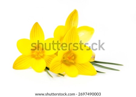 crocus - one of the first spring flowers
