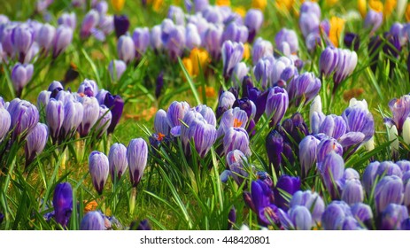 Crocus In Palmengarten Frankfurt