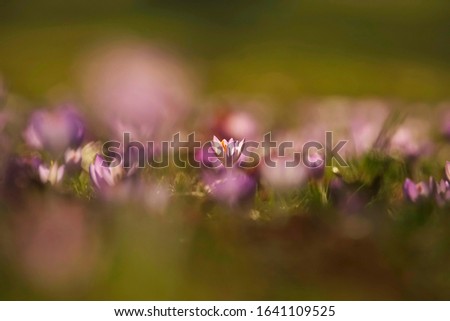 Similar – Image, Stock Photo ladybugs Ladybird Insect