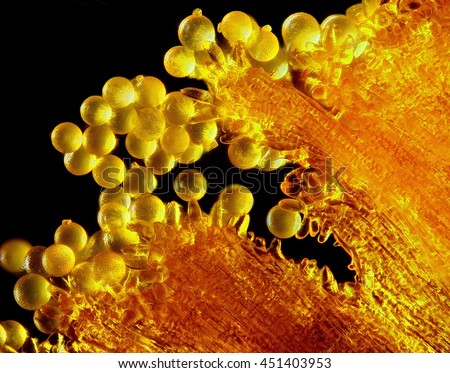 Crocus  Pollen and Anther, Source of saffron
