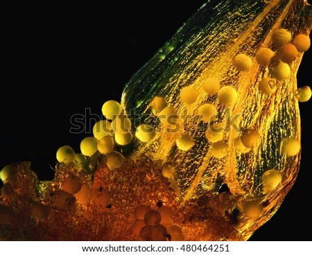 Crocus Pollen magnified 100 Times, source of saffron dye. 