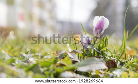 crocus with prefabricated building in background in marzahn