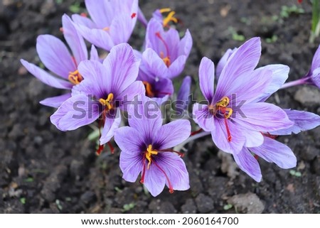Crocus sativus, commonly known as saffron crocus, or autumn crocus. The crimson stigmas called threads, are collected to be as a spice. It is among the world's most costly spices by weight.           