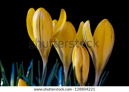 Similar – Image, Stock Photo spring awakening Flower