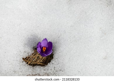 Crocus - A Small, Spring-flowering Plant Of The Iris Family, Which Grows From A Corm And Bears 