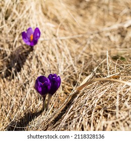 Crocus - A Small, Spring-flowering Plant Of The Iris Family, Which Grows From A Corm And Bears 