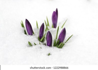 Crocus In The Snow