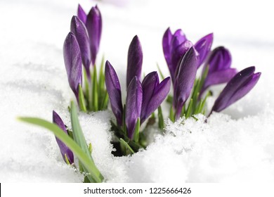 Crocus In The Snow