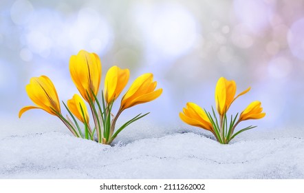 Crocus in the snow, spring yellow flower on blur background. Beautifull early spring flower coming out from real snow. Delicate flowers for women's day. Beautiful bokeh.